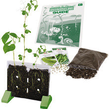 Sprout & Grow Window